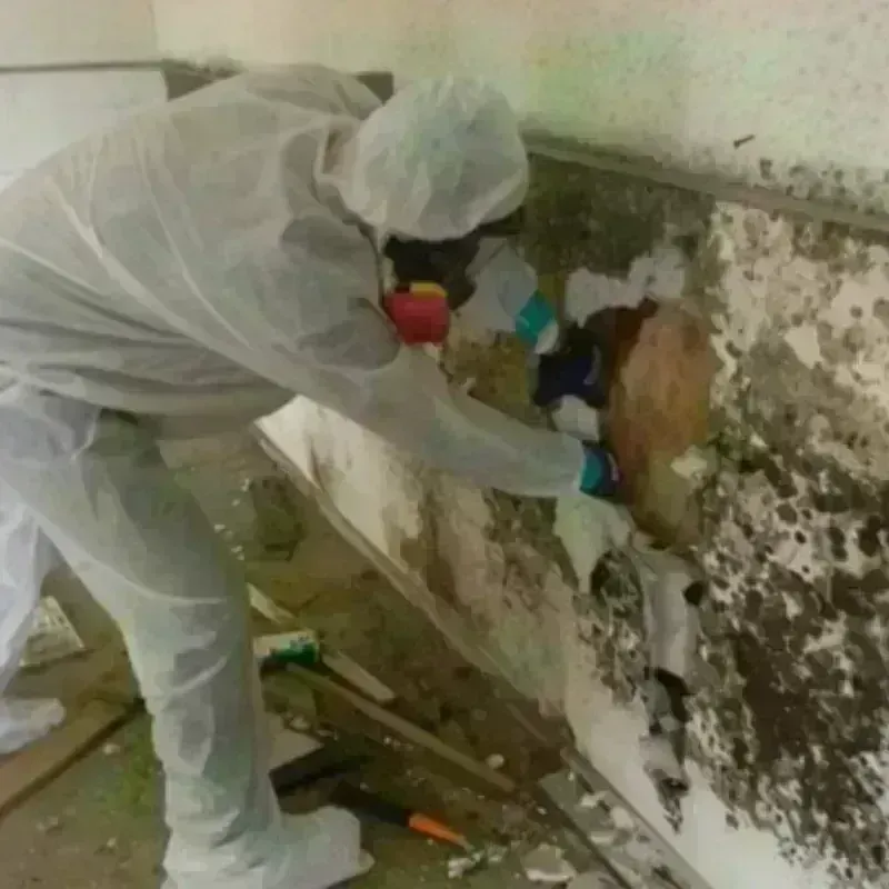 Mold Remediation and Removal in Watauga, TX